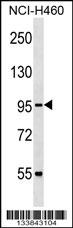 CUL2 Antibody