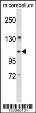 KIF5B Antibody