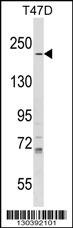 IQGAP1 Antibody