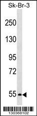 PCSK4 Antibody
