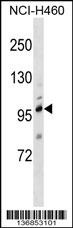 TRPC1 Antibody