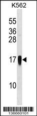 CCL7 Antibody