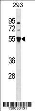 TRIM26 Antibody