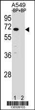 ASB3 Antibody