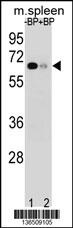 ASB3 Antibody