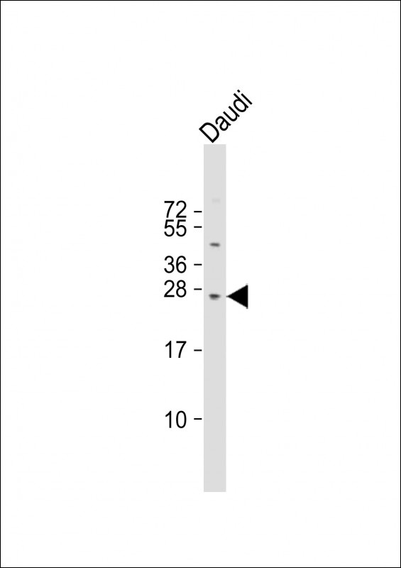 PRL Antibody