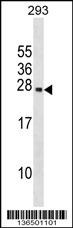 PRL Antibody