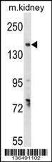 GREB1 Antibody