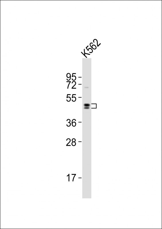 DRD2 Antibody