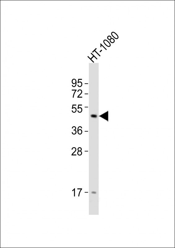 DRD2 Antibody