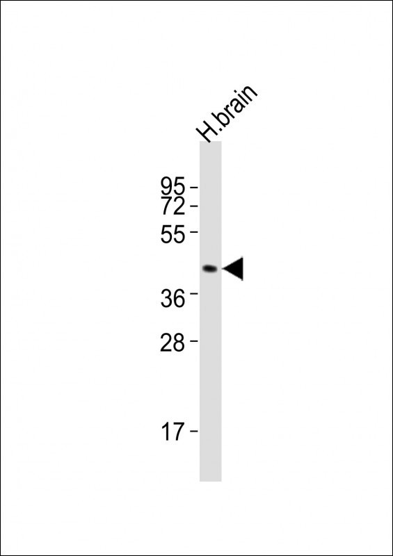 DRD2 Antibody