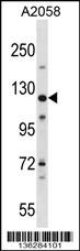 BAG6 Antibody