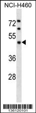 KPTN Antibody