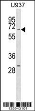 RGS14 Antibody