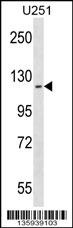 ATP13A2 Antibody
