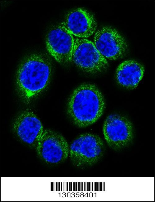 EPOR Antibody