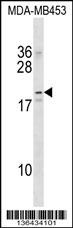 NKAIN2 Antibody