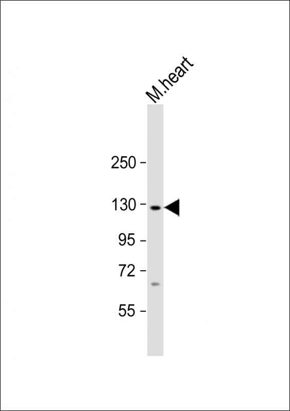 Nlrp6 Antibody