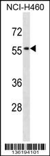 SIGLEC5 Antibody