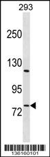 RBAK Antibody