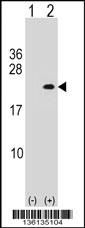 PLA2G12A Antibody