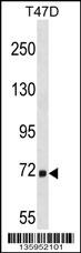 MARCH7 Antibody
