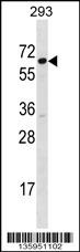SRP54 Antibody