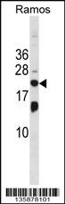 ISG20 Antibody