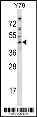DMTN Antibody