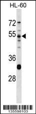 PRSS16 Antibody