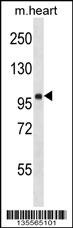 FHOD1 Antibody