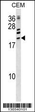 ATF3 Antibody