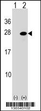ATF3 Antibody