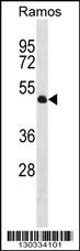 TTL Antibody