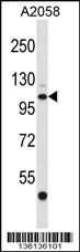 EDEM3 Antibody