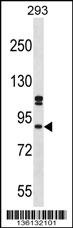 SUPT6H Antibody