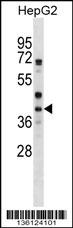 WNT6 Antibody