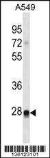 RIT2 Antibody