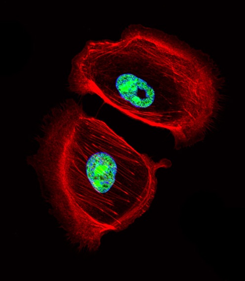 ARNT2 Antibody