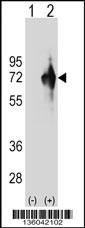 KLHDC4 Antibody
