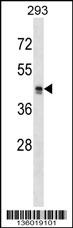MRGPRX2 Antibody