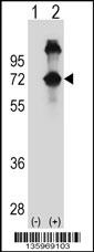 ASPSCR1 Antibody