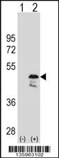 OLA1 Antibody