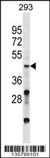 VSX2 Antibody