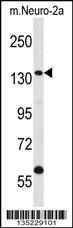 CNTROB Antibody
