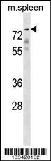 GPC2 Antibody