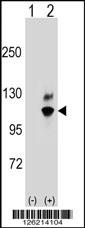 GNL2 Antibody