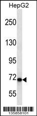 CHD1L Antibody