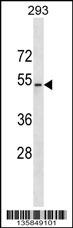 WWTR1 Antibody