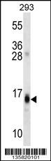 RGS8 Antibody